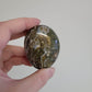 Ocean Jasper Palm